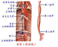 食管解剖