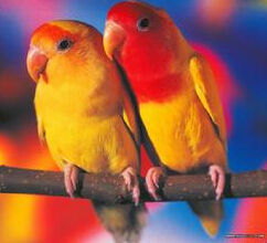 紅頭情侶鸚鵡