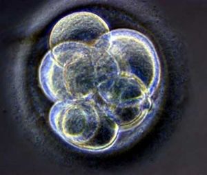 顯微鏡觀察下的半人半獸混合胚胎