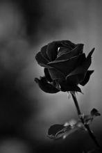 黑薔薇[植物類]