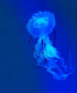紫海刺水母