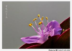 紫鴨跖草
