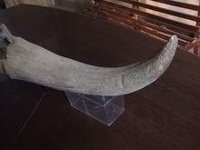 因化石年代較短而保存下來的披毛犀角