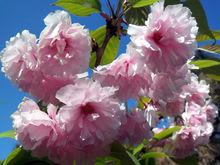 重瓣粉紅海棠花