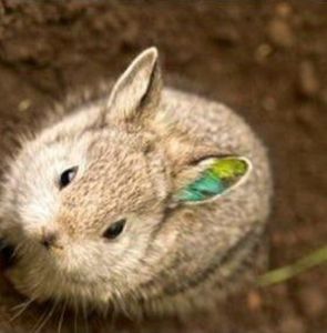 侏兔