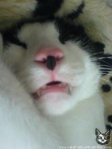 “我可是熱愛和平和睡覺的好貓咪”（設計對白）.jpg