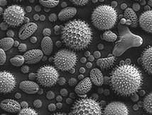 花粉具備足夠大小，幾乎無法觀測到布朗運動
