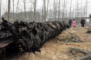 四川岷江挖出8噸重烏木