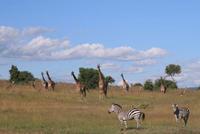 馬塞馬拉野生動物保護區