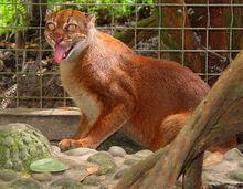 婆羅洲金貓