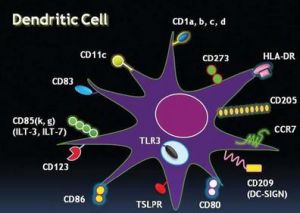 樹突狀細胞