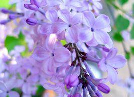 紫丁香[植物]