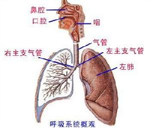 （圖）呼吸系統