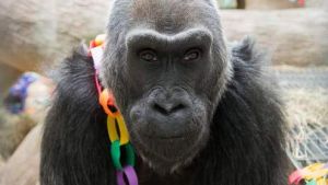 國俄亥俄州哥倫布動物園和水族館裡一隻大猩猩當天迎來56歲生日，它是世界最長壽的動物園圈養大猩猩，有20多個後代遍布美國各地動物園，可謂“子孫滿堂”。