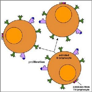 B淋巴細胞的增殖