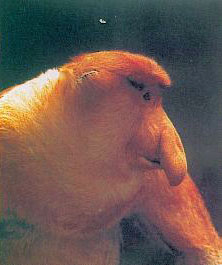 長鼻猴