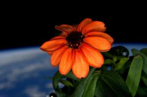 太空開放的百日菊
