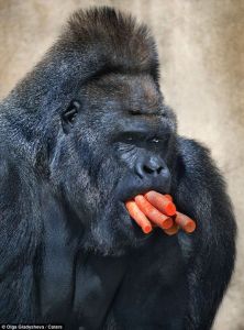 莫斯科動物園，大猩猩搶食胡蘿蔔。