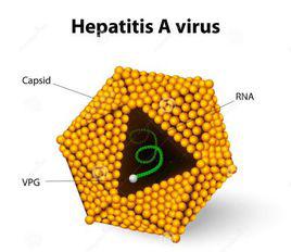 A型肝炎病毒