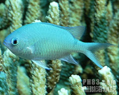 水銀燈魚