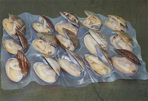 菲律賓簾蛤