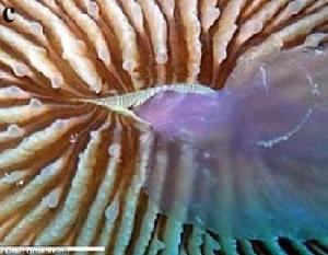 蘑菇珊瑚張開大口吞食月亮水母