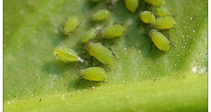 小麥蚜蟲