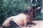 紅麋羚非洲北部亞種