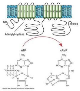 腺苷酸環化酶