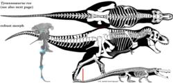 國外論文中霸王龍與最大恐鱷體型對比