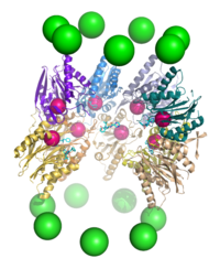 20S核心顆粒的一個剖面圖，顯示了活性位點的位置。其中，α亞基用綠色的球來表示，β亞基的蛋白骨架顯示為飄帶，並且不同的多肽鏈用不同的顏色表示。小的粉色球表示每個亞基的活性位點中蘇氨酸殘基的位置。淡藍色