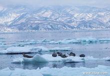 斑海豹活動在浮冰上