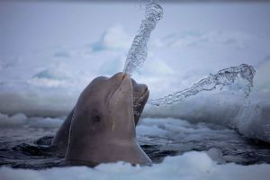 北極的白鯨，正在吐水取樂。