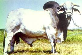 婆羅門牛