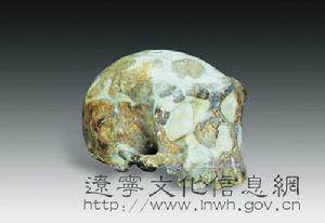（圖）金牛山人頭骨化石
