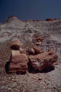 在幾百萬年的時間裡，古濕地一層層的沉積物將樹木埋藏起來，變成石化木。