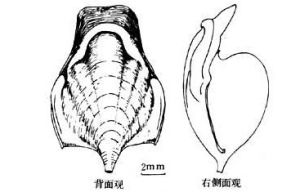 翼足目生物龜螺