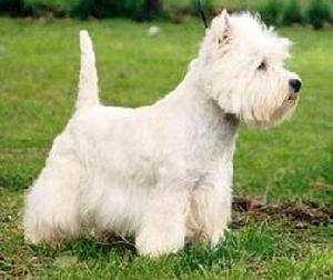 西部高地白梗 (West Highland White Terrier)
