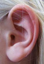 耳朵[聽覺器官]