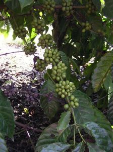 烘焙咖啡豆，世界咖啡因的主要來源