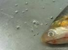 水銀刀魚