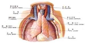 （圖）呼吸系統