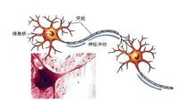 神經細胞