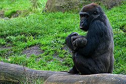 帶孩子的母大猩猩（漢諾瓦動物園）