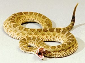 角響尾蛇