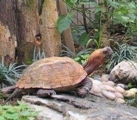 八角龜