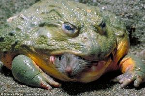 這隻巨大的非洲牛蛙美美地吞下這只不幸的老鼠
