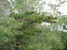 松樹皮植物形態-油松