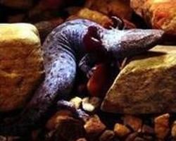 斑泥螈