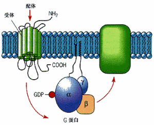G蛋白偶聯受體